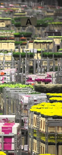 Flexibility: both a strength and weakness of FloraHolland